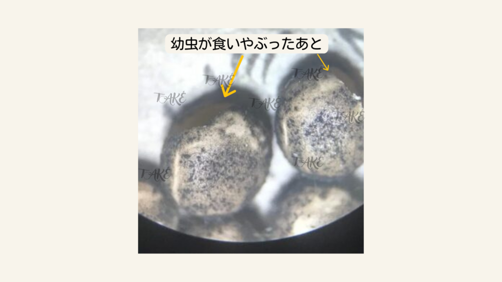 オオミズアオの幼虫が殻をくいやぶったあと。卵の殻